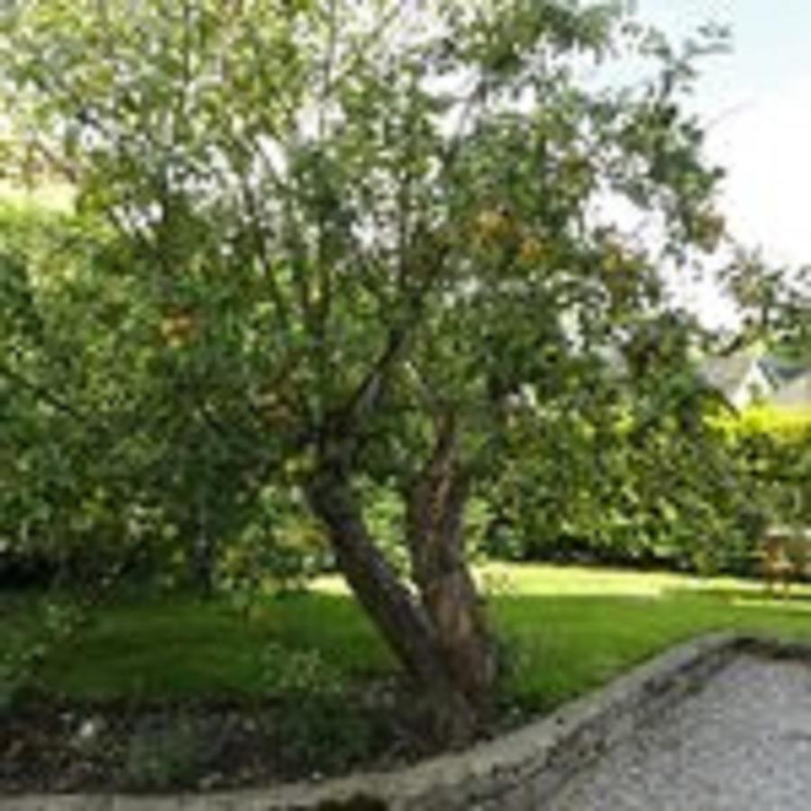 Cheshire House Guest House Hope Exterior photo